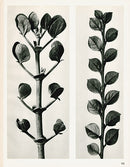 Karl Blossfeldt Photogravure Zygophyllum - Panteek Antique Prints