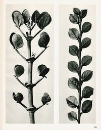 Karl Blossfeldt Photogravure Zygophyllum - Panteek Antique Prints