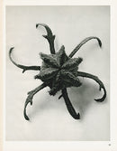 Karl Blossfeldt Print Cajophora Lateritia - Panteek Antique Prints
