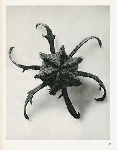 Karl Blossfeldt Print Cajophora Lateritia