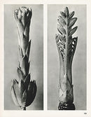 Karl Blossfeldt Print Cephalaria Dipsacoides - Panteek Antique Prints