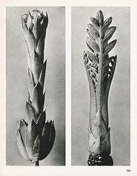 Karl Blossfeldt Print Cephalaria Dipsacoides - Panteek Antique Prints