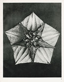 Karl Blossfeldt Print Melandryum Noctiflorum - Panteek Antique Prints