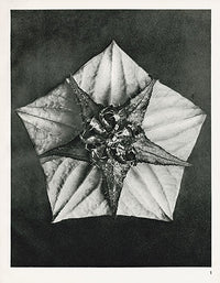 Karl Blossfeldt Print Melandryum Noctiflorum - Panteek Antique Prints