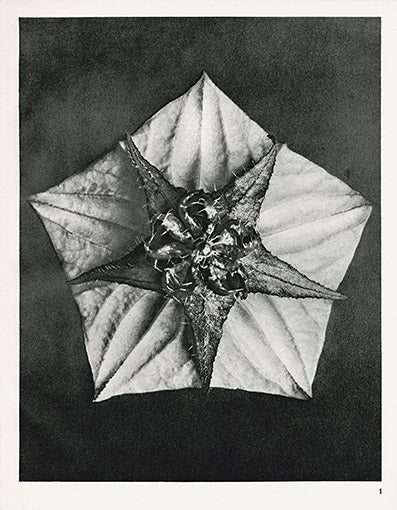 Karl Blossfeldt Print Melandryum Noctiflorum