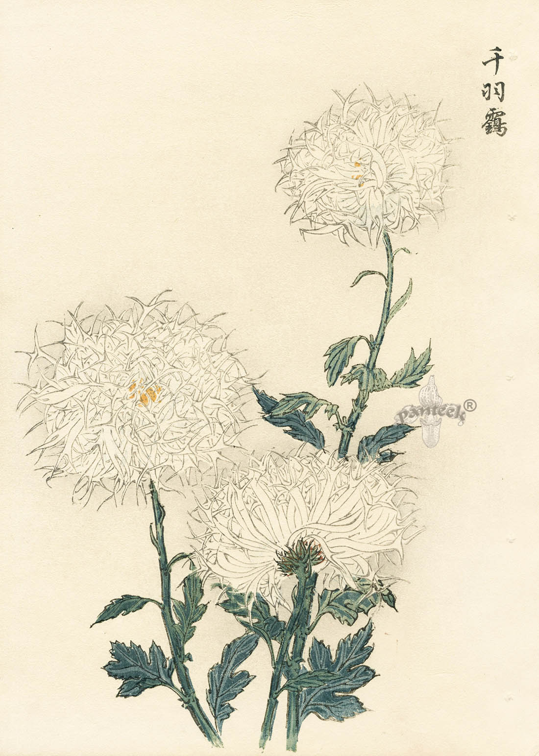 Keika Hasegawa 3 White Chrysanthemum Woodblock Print