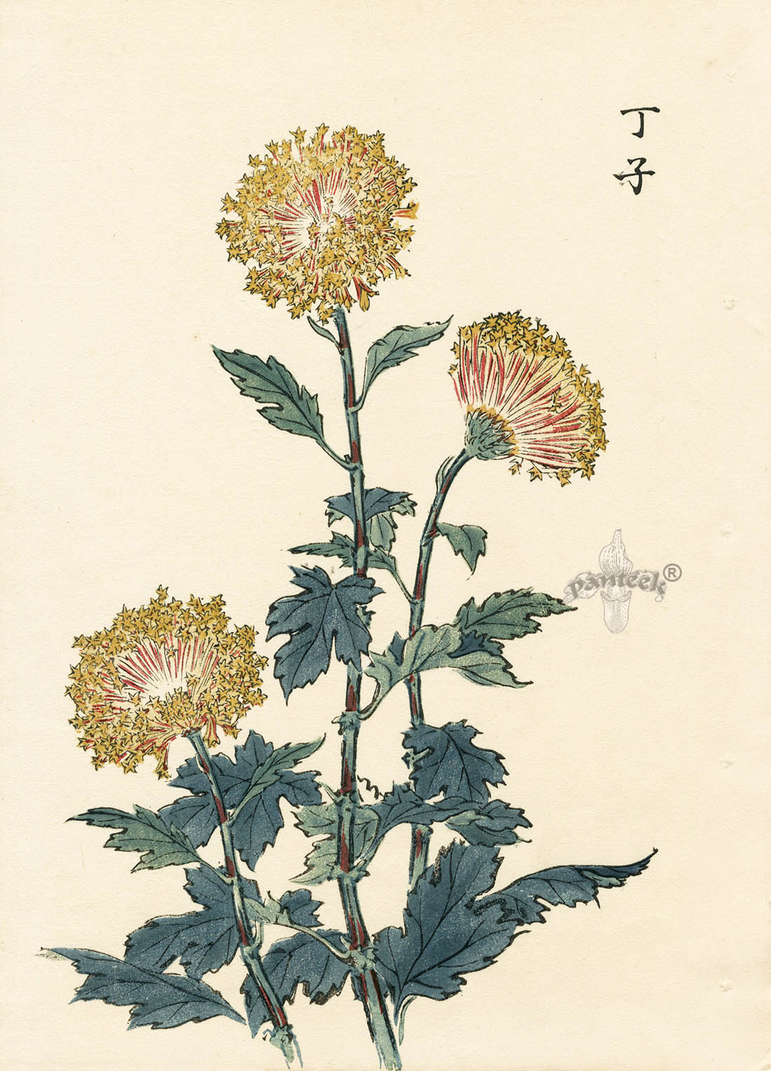 Keika Hasegawa 3 Yellow Chrysanthemums