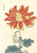 Keika Hasegawa Folio Orange Red Chrysanthemum Woodblock - Panteek Antique Prints