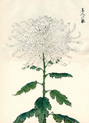 Keika Hasegawa Folio Pink Stripe Chrysanthemum Woodblock - Panteek Antique Prints