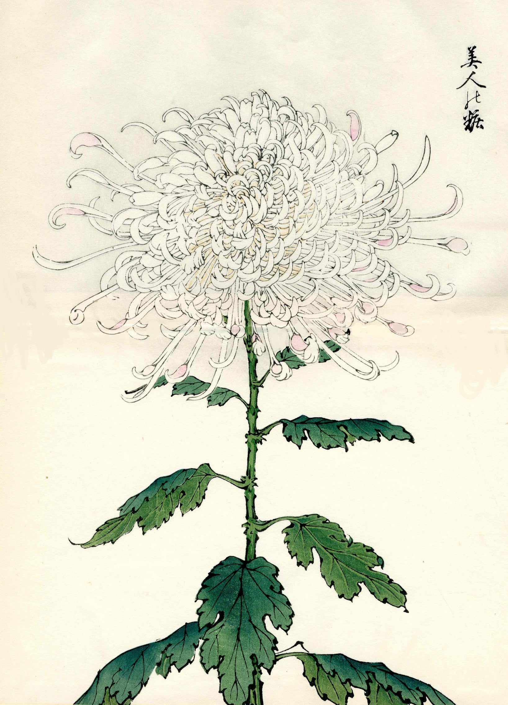 Keika Hasegawa Folio Pink Stripe Chrysanthemum Woodblock