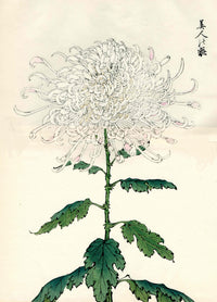 Keika Hasegawa Folio Pink Stripe Chrysanthemum Woodblock - Panteek Antique Prints