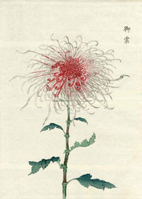 Keika Hasegawa Folio White Red Heart Chrysanthemum Woodblock - Panteek Antique Prints
