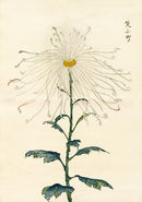 Keika Hasegawa Folio White Yellow Heart Chrysanthemum Woodblock - Panteek Antique Prints