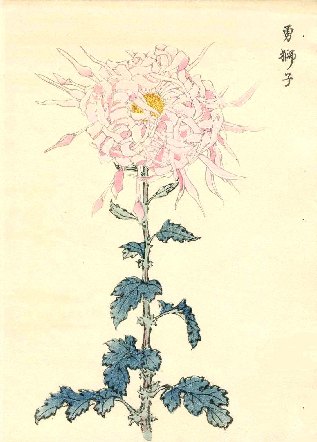 Keika Hasegawa Large Pink Chrysanthemum Woodblock