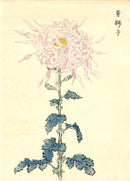 Keika Hasegawa Large Pink Chrysanthemum Woodblock - Panteek Antique Prints