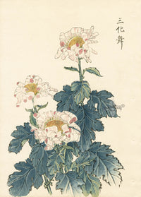 Keika Hasegawa Three White with Pink Chrysanthemums - Panteek Antique Prints
