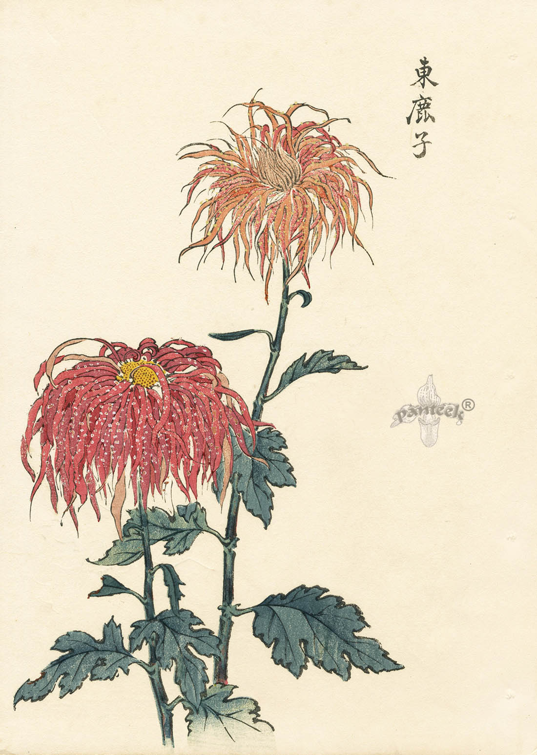 Keika Hasegawa Two Red Chrysanthemums