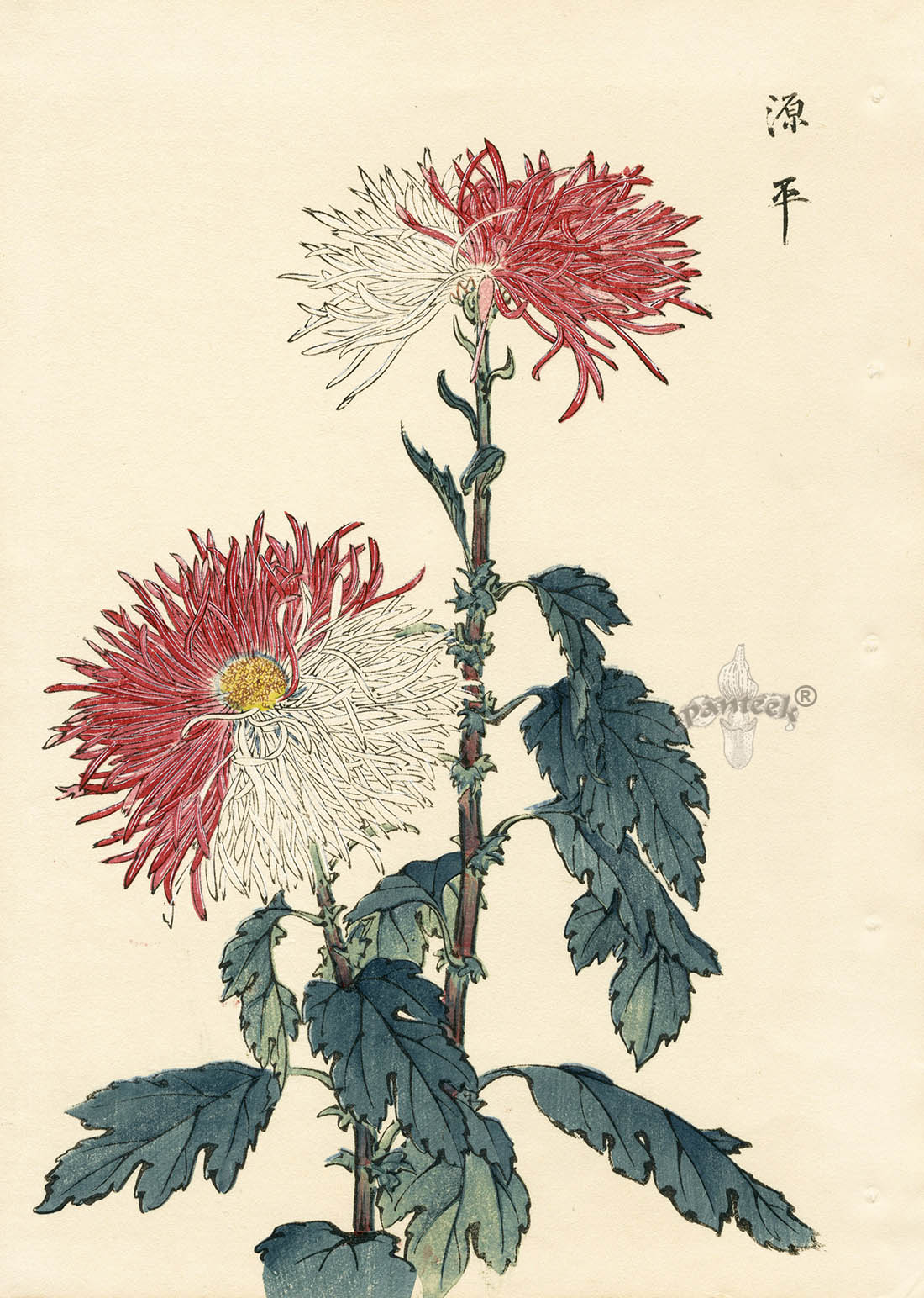 Keika Hasegawa Two White with Red Chrysanthemums