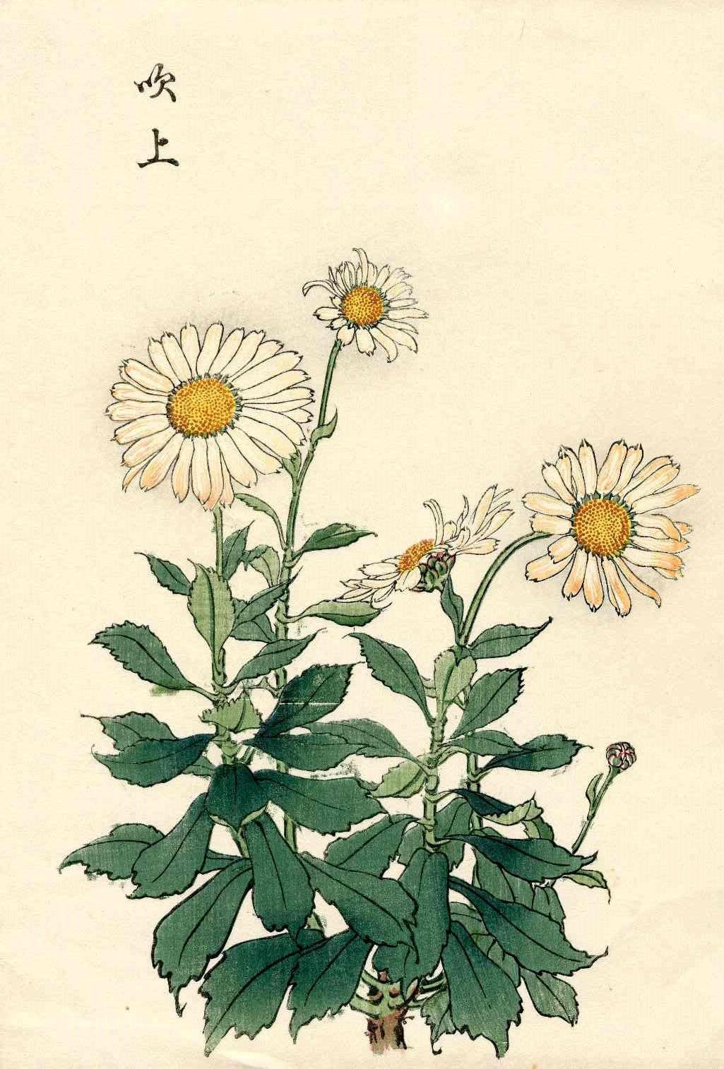 Keika Hasegawa White Chrysanthemum