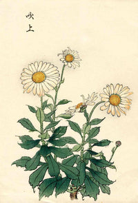 Keika Hasegawa White Chrysanthemum - Panteek Antique Prints
