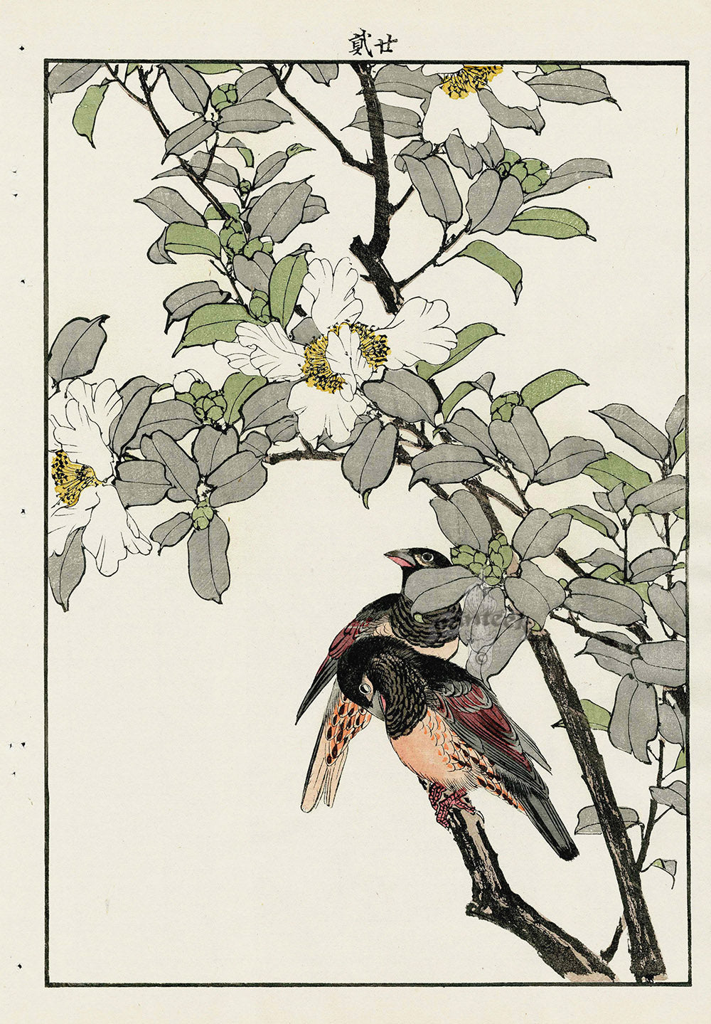 Keinen Imao Bird and Flower Albums Alpine Accentor, Sasanqua Camellia