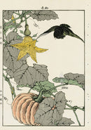 Keinen Imao Bird and Flower Albums Black Robin, Pumpkin - Panteek Antique Prints