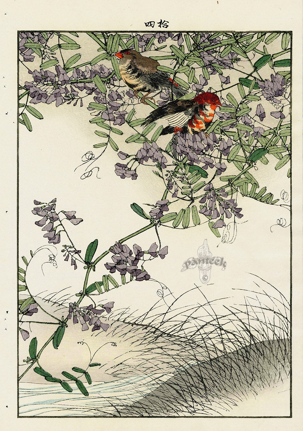 Keinen Imao Bird and Flower Albums Blue Vetch, Linnet