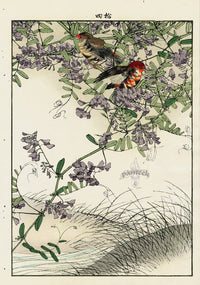 Keinen Imao Bird and Flower Albums Blue Vetch, Linnet - Panteek Antique Prints