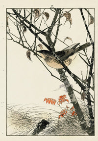 Keinen Imao Bird and Flower Albums Cherry Tree, Flycatcher - Panteek Antique Prints