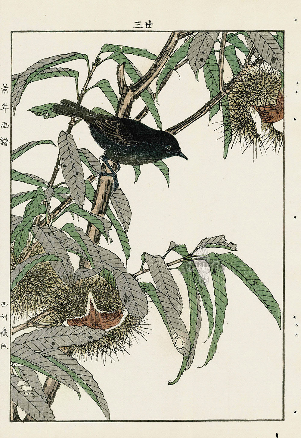 Keinen Imao Bird and Flower Albums Chestnut, Flycatcher