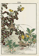 Keinen Imao Bird and Flower Albums Chrysanthemum, Wood Warbler - Panteek Antique Prints