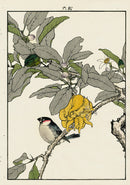 Keinen Imao Bird and Flower Albums Citrus, Japanese Bullfinch - Panteek Antique Prints