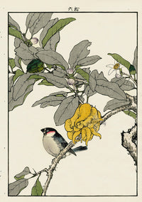 Keinen Imao Bird and Flower Albums Citrus, Japanese Bullfinch - Panteek Antique Prints