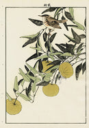 Keinen Imao Bird and Flower Albums Citrus, Wren - Panteek Antique Prints