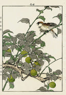 Keinen Imao Bird and Flower Albums Daisy, Sparrow, Plum - Panteek Antique Prints