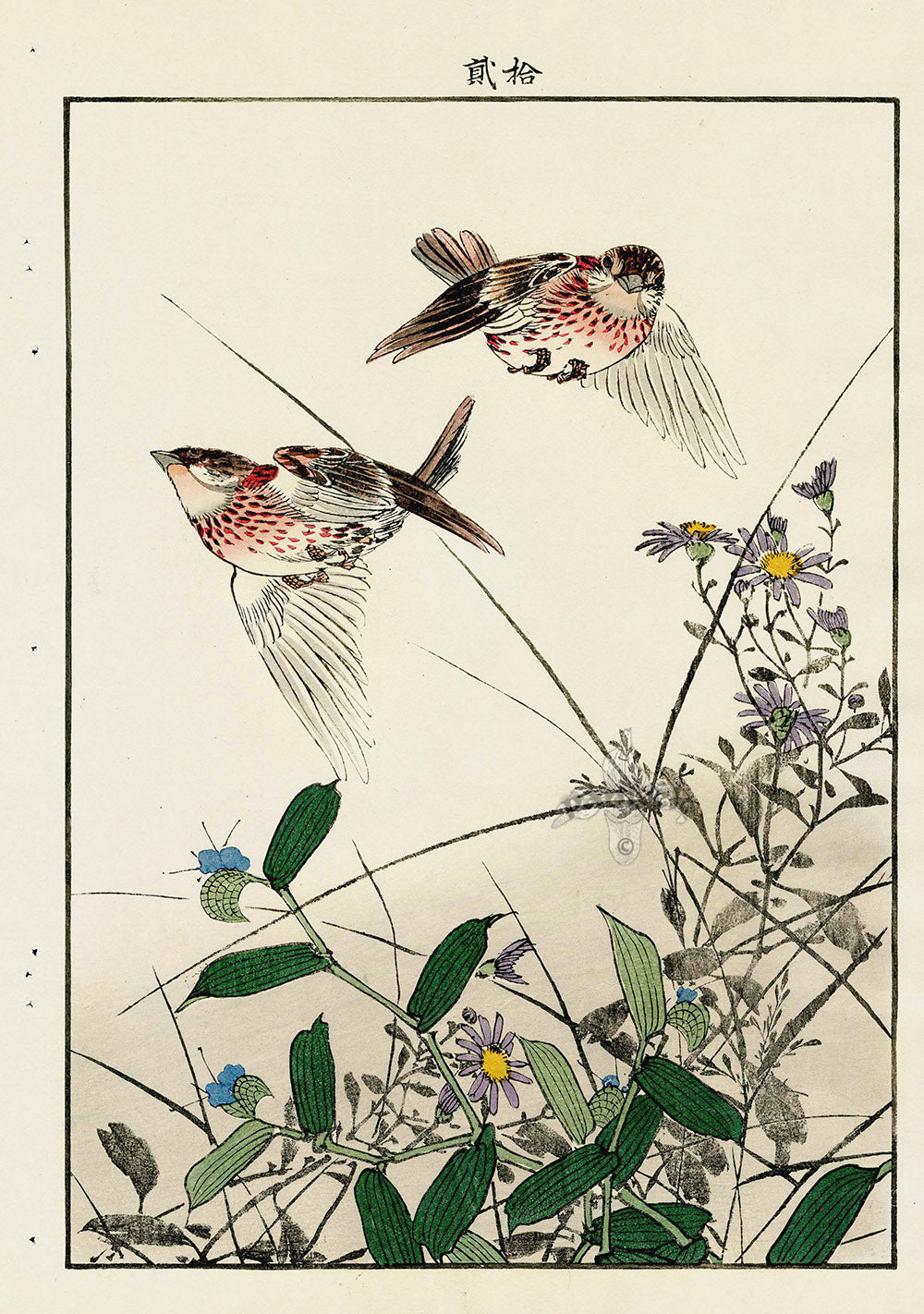 Keinen Imao Bird and Flower Albums Daisy, Tradescantia, Red Breast