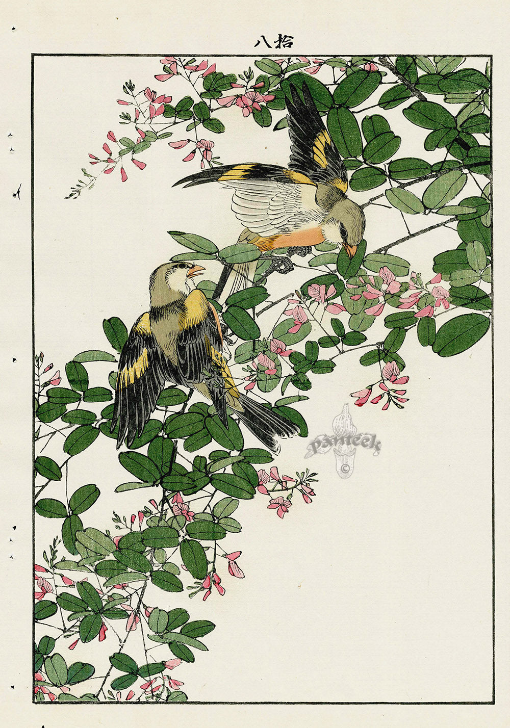 Keinen Imao Bird and Flower Albums Finch, Despedeza