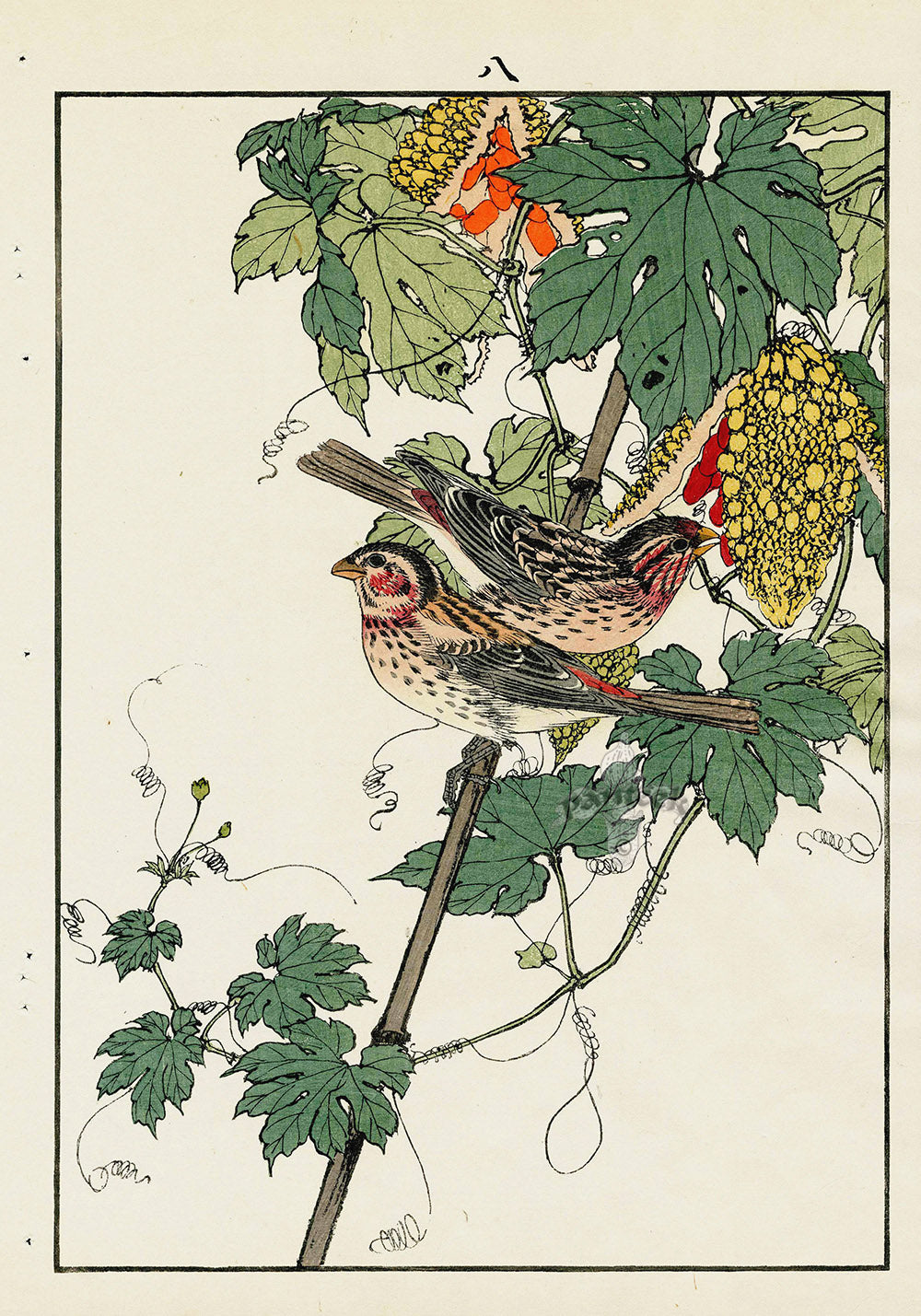 Keinen Imao Bird and Flower Albums Finch, Fruit