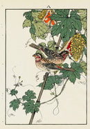 Keinen Imao Bird and Flower Albums Finch, Fruit - Panteek Antique Prints
