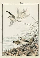 Keinen Imao Bird and Flower Albums Five Plovers, Reeds, Basket - Panteek Antique Prints