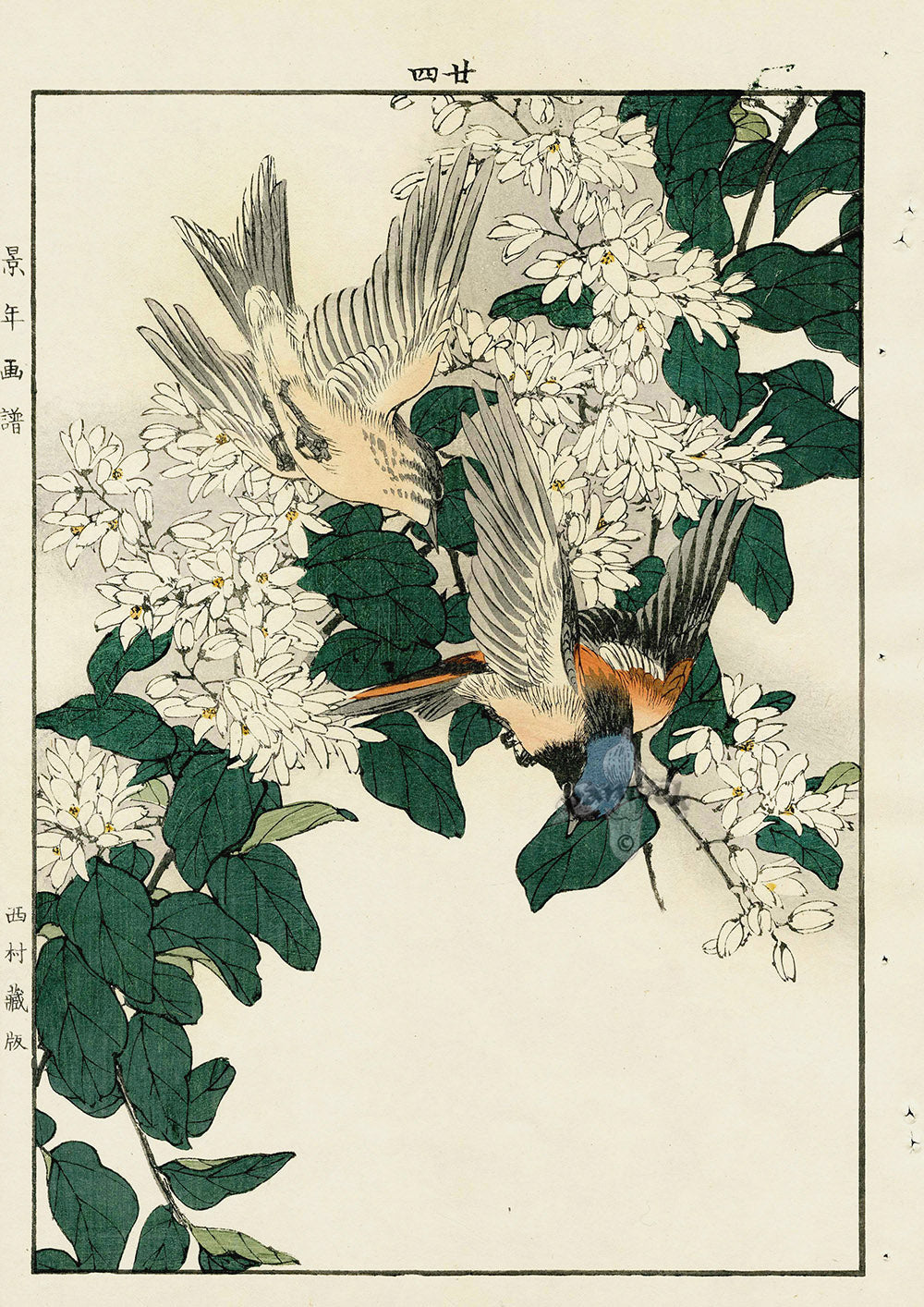 Keinen Imao Bird and Flower Albums Flycatcher, Deutzia