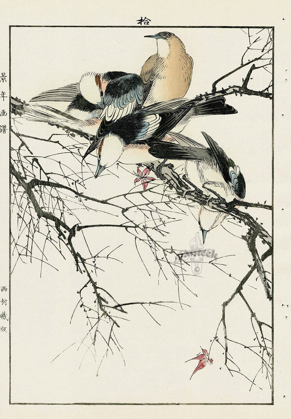 Keinen Imao Bird and Flower Albums Flycatcher, Red Maple