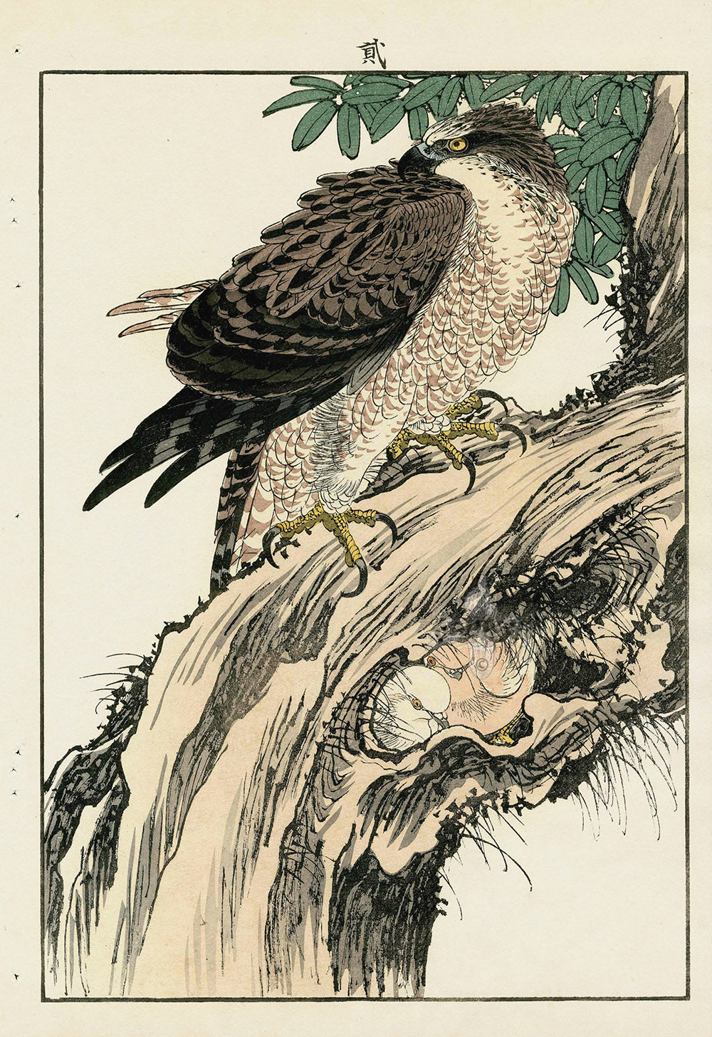 Keinen Imao Bird and Flower Albums Goshawk, Banyon