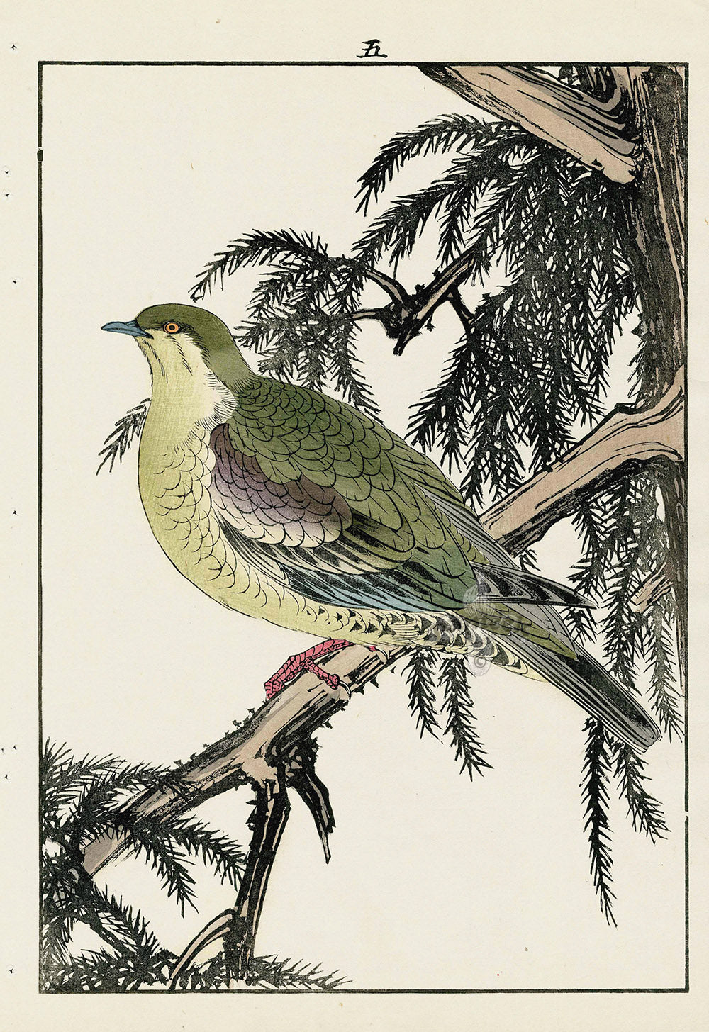 Keinen Imao Bird and Flower Albums Green Pigeon, Peacock Pine