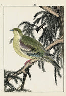 Keinen Imao Bird and Flower Albums Green Pigeon, Peacock Pine - Panteek Antique Prints