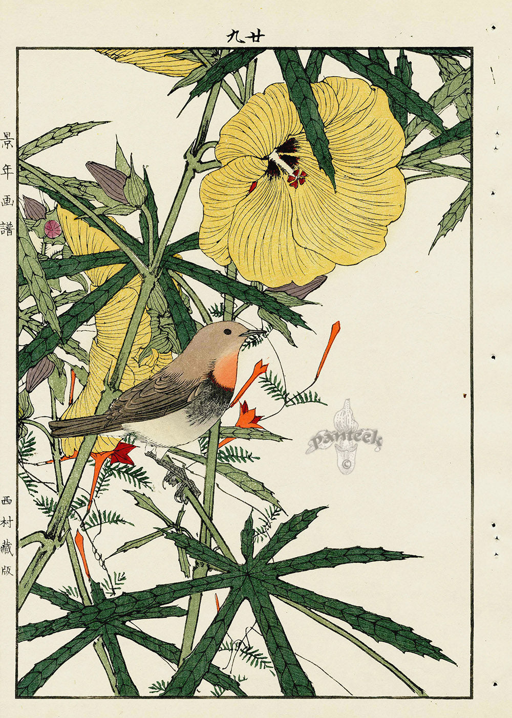Keinen Imao Bird and Flower Albums Hibiscus, Japanese Robin Redbreast