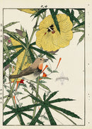 Keinen Imao Bird and Flower Albums Hibiscus, Japanese Robin Redbreast - Panteek Antique Prints
