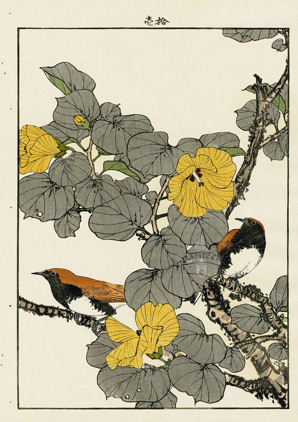 Keinen Imao Bird and Flower Albums Hibiscus, Temminck's Robin
