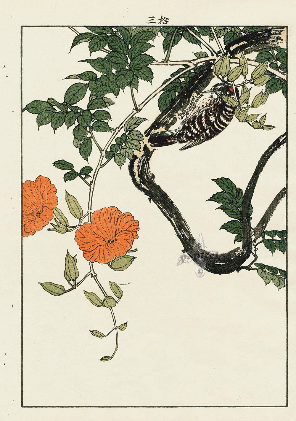 Keinen Imao Bird and Flower Albums Honshu Pigmy Woodpecker, Trumpet Vine