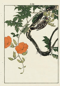 Keinen Imao Bird and Flower Albums Honshu Pigmy Woodpecker, Trumpet Vine - Panteek Antique Prints